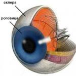 Анатомия глаза, как органа зрения Сообщение о органах зрения кратко